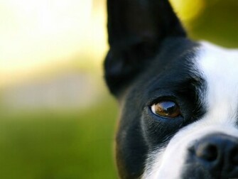 Boston Terrier Wallpaper Best Animal