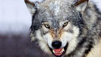 Wolf HD Wallpaper 1080p Desktop Background