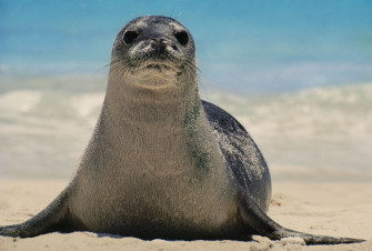 Monk Seal Wallpaper