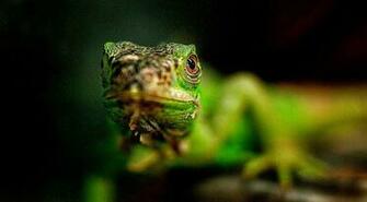 Chameleon Lizard Mood HD Wallpaper