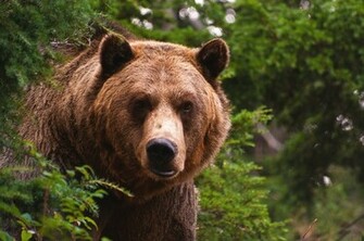 HD Grizzly Bear Wallpaper D