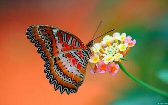 Live Butterfly Wallpaper And Make This