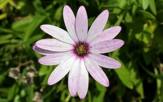 White And Pink Wild Flower Wildflowers Background Pixels