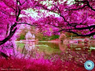 Pink Nature Picture Wallpaper In Resolution