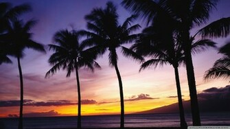 Palm Trees Sunset