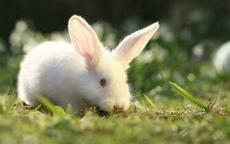 White Rabbit Wallpaper