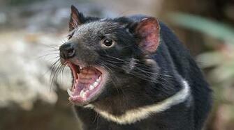 Tasmanian Devil San Diego Zoo
