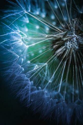 Weed Blue UHD Wallpaper Ultra High Definition 4k