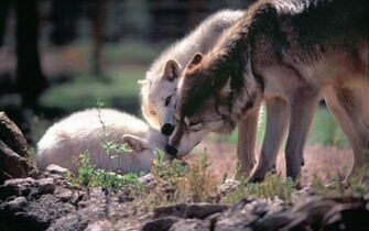 HD Wolf Pack Wallpaper