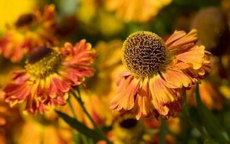 Source Url Picstopin Flaming Flower Wallpaper On