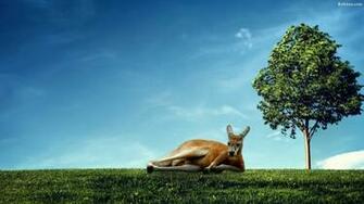 Kangaroo Wallpaper HD Background Image Pics Photos