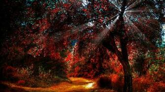 Autumn Wallpaper HD Nature Photography Ray Of Light