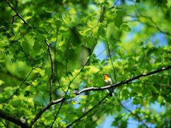 Wallpaper Trees And Birds Bird On The Tree
