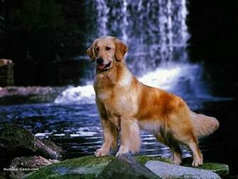 Chiens Fonds D Ecrans Keem Collection