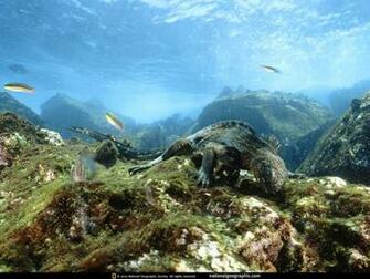 Unique Wallpaper Most Famous National Geographic HD