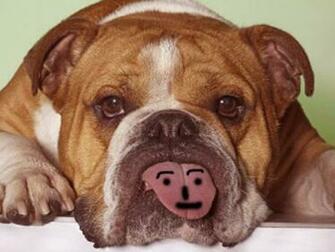 Wallpaper Funny Dog