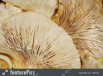Fungi Oyster Mushroom Background Stock Image I2047104 At