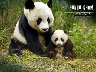 Logo Jpg Giant Gif Panda Wallpaper2
