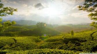 Munnar Hill India Wallpaper