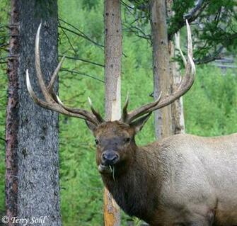 Elk Screensavers For