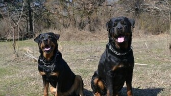 Couple Funny Rottweiler Wallpaper And Image Pictures