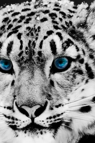 Snow Leopard iPhone 4s Wallpaper iPad