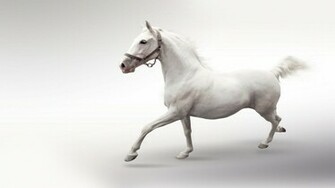 White Horse Wallpaper