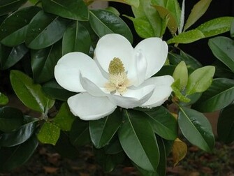 Magnolia Blossom Wallpaper Image Photos Pictures And Background