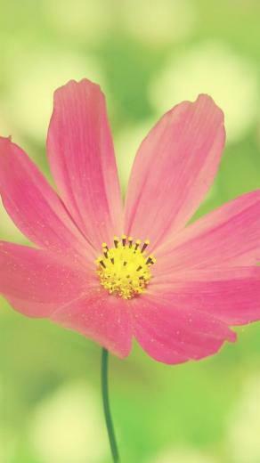 Flower iPhone Plus Wallpaper HD