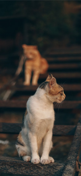 Cats iPhone Wallpaper