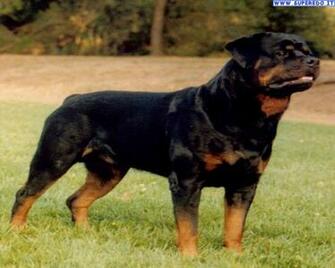 Champ Rottweiler Dog Wallpaper In Pet Category M5x Eu