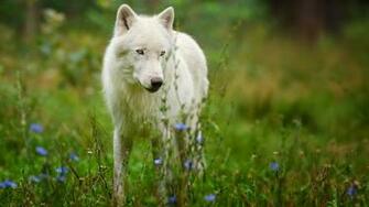 Arctic Predator White Wolf