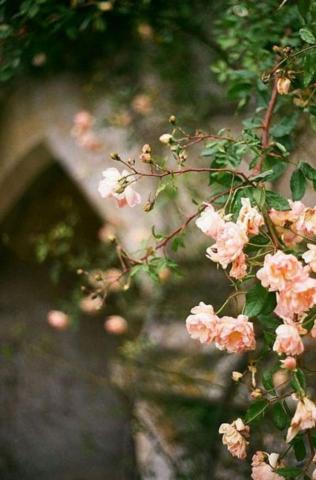 Beautiful Summer Flower iPhone Wallpaper Idea