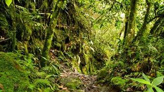 Rainforest Habitat
