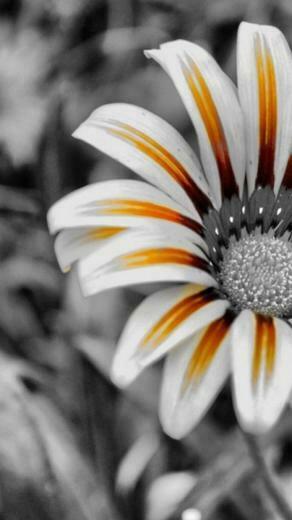 Top Android Smartphone Wallpaper 10s