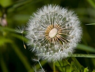 Picture Of A Dandelion Seed Head Wildflowers Background