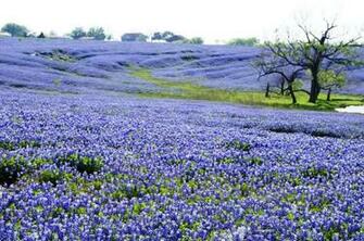 Get Texas Bluebonnets Wallpaper For