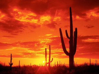 Hq Burning Sunset Saguaro National Park Arizona