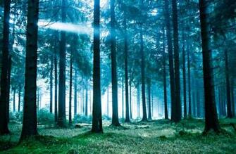 Pine Forest Scene Wallpaper Wall Mural Muralswallpaper Co Uk