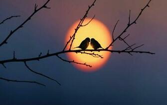 Love Birds HD Wallpaper Beautiful Loving