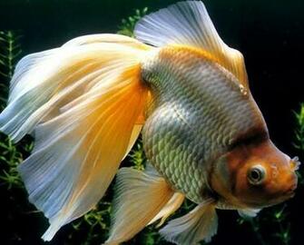 Fish Screen Saver Wallpaper For Pc Animated Desktop