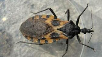 New Genetic Tools May Stop Chagas Disease Nova Pbs