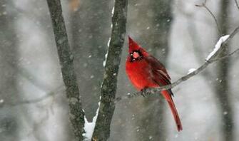 Thank You All Kingston Ontario Red Bird Snow Snowstorm