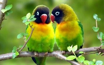 Wallpaper Hub Parrot Love Wallpape