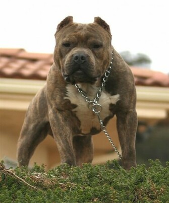 American Pit Bull Terrier Pictures Wallpaper9