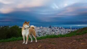 Akita Inu Hill Dog Nature Wallpaper Background Full HD