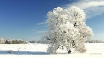Wallpaper Winter Tree On A Cold Day