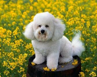 Dog Wallpaper Amazing Dogs Desktop Image Fidelity Widescreen