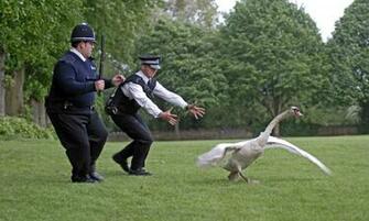 Hot Fuzz 4k Ultra HD Wallpaper Background Image Id