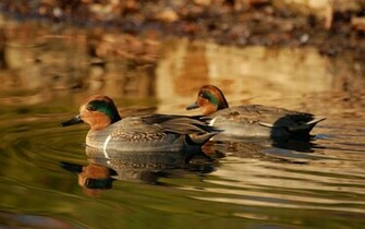 Waterfowl Wallpaper Only